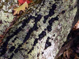 A Red Oak log has numerous rows of the black fungus on the bark--closer view.